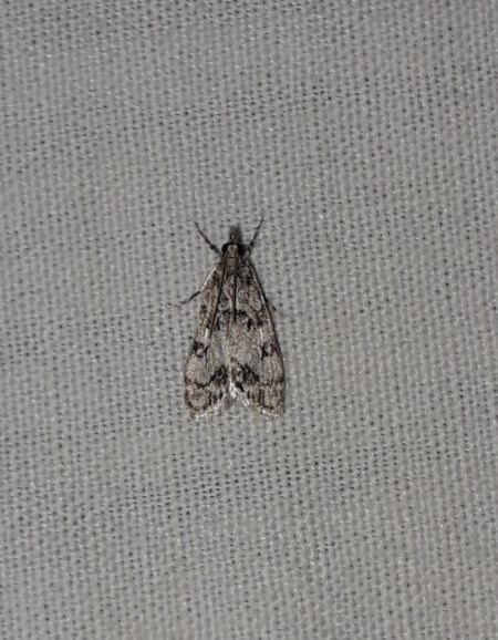 Eudonia lacustrata  - Sylvain Lethuillier