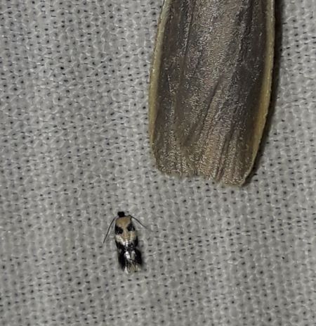 Etainia decentella  - Sylvain Lethuillier
