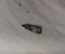 Acrobasis advenella  - Sylvain Lethuillier