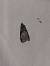 Acrobasis advenella  - Sylvain Lethuillier