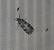 Eudonia lacustrata  - Sylvain Lethuillier
