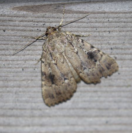 Amphipyra pyramidea  - Thomas Lux