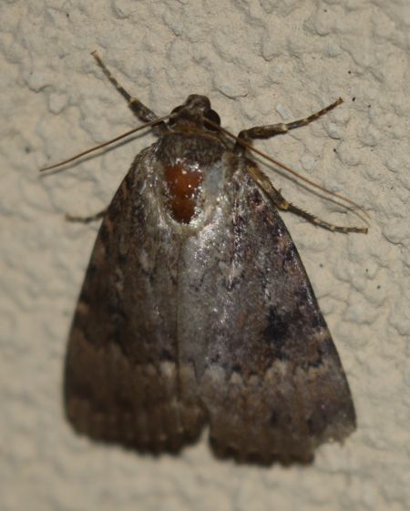 Amphipyra pyramidea  - Thomas Lux