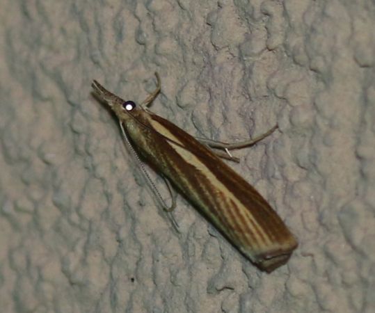 Crambus des tiges  - Thomas Lux