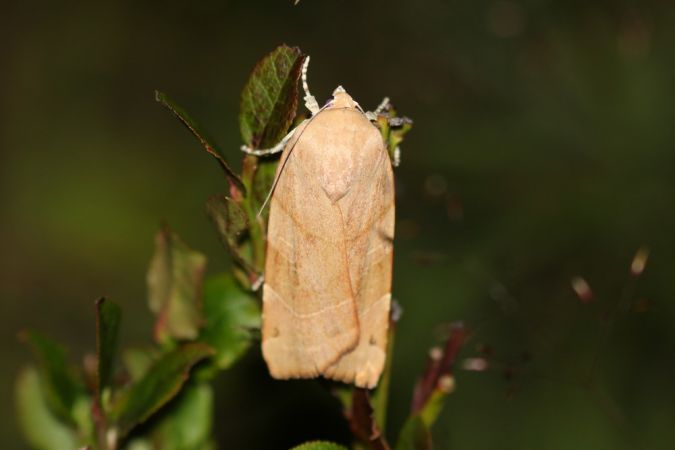 Noctua fimbriata  - Thomas Lux