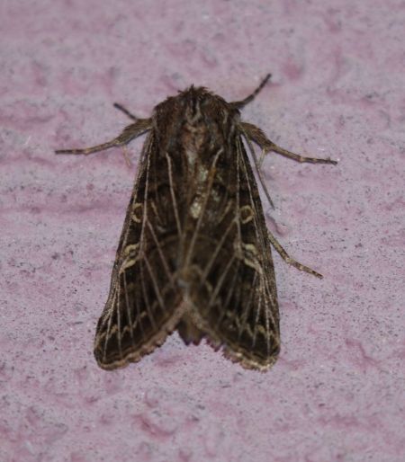 Tholera decimalis  - Thomas Lux
