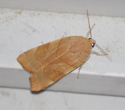 Noctua fimbriata  - Thomas Lux