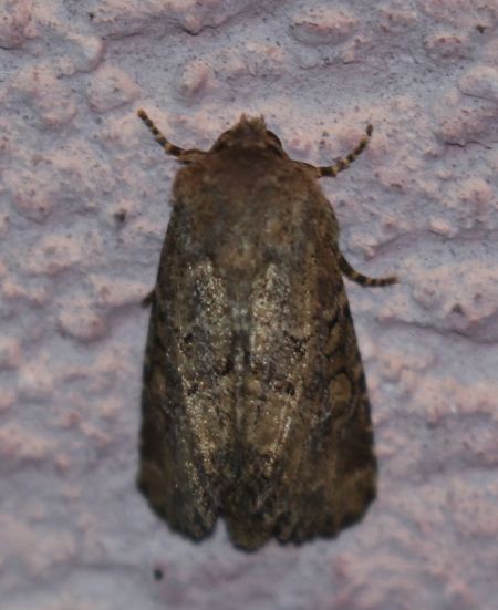 Luperina testacea  - Thomas Lux