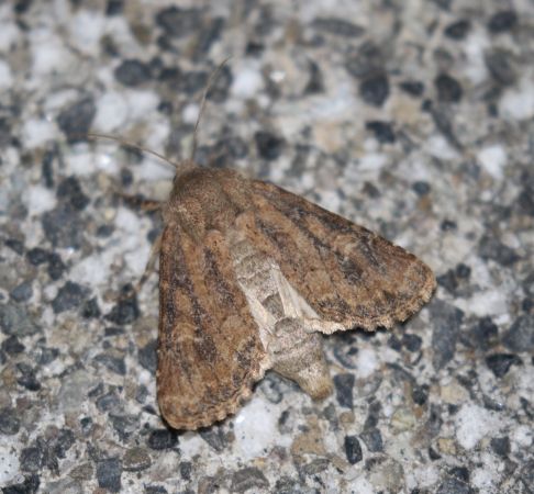 Luperina testacea  - Thomas Lux