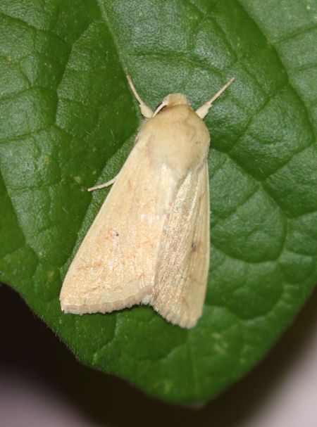 Mythimna vitellina  - Thomas Lux