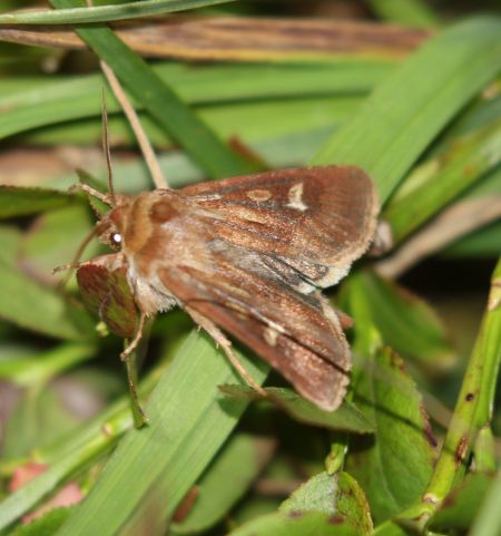 Cerapteryx graminis  - Thomas Lux