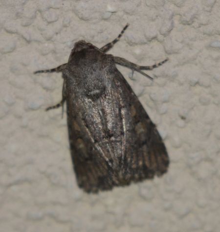 Luperina testacea  - Thomas Lux