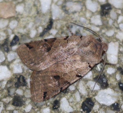 Agrochola litura  - Thomas Lux