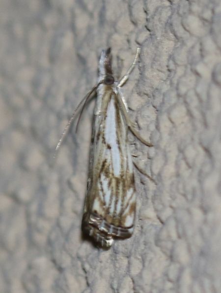 Catoptria falsella  - Thomas Lux