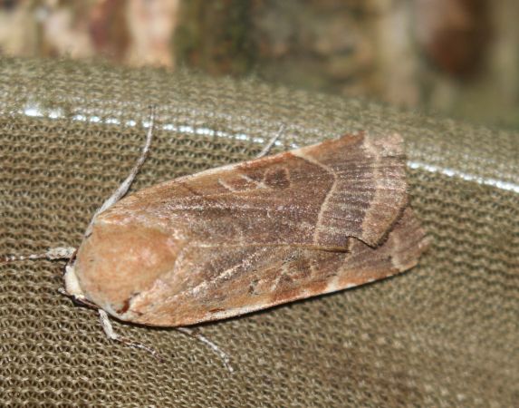 Noctua fimbriata  - Thomas Lux