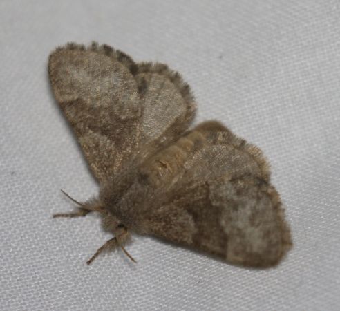 Bombyx de l'Aubépine  - Thomas Lux