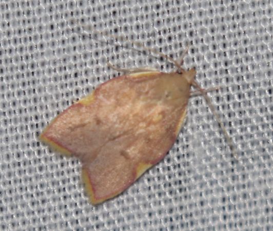 Carcina quercana  - Thomas Lux