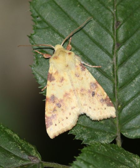 Xanthia icteritia  - Thomas Lux