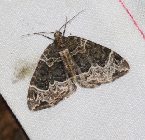 Ecliptopera silaceata  - Thomas Lux