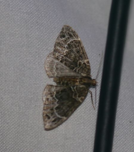 Ecliptopera silaceata  - Thomas Lux