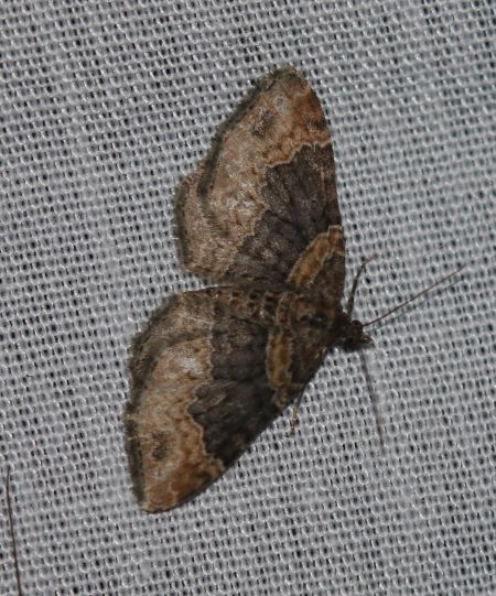 Xanthorhoe ferrugata  - Thomas Lux