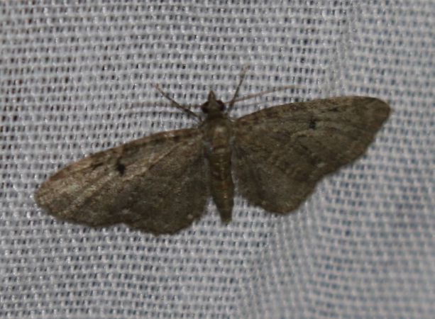 Eupithecia tripunctaria  - Thomas Lux