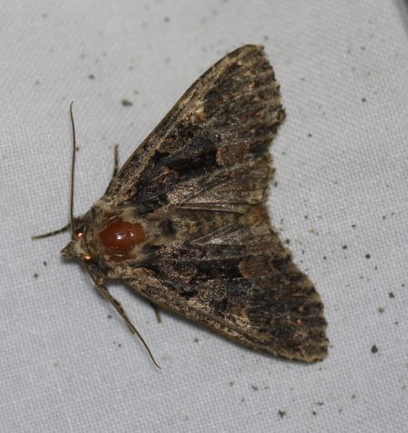 Mniotype satura  - Thomas Lux