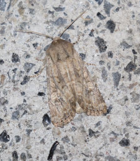 Luperina testacea  - Thomas Lux