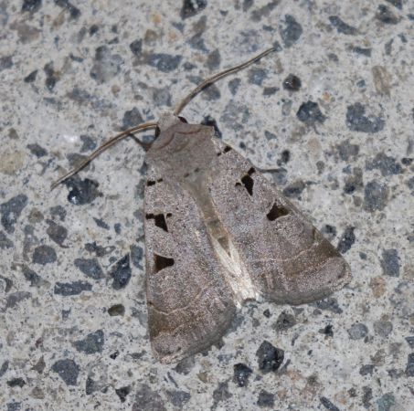 Eugnorisma glareosa  - Thomas Lux