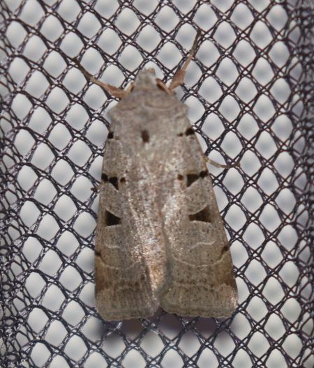 Eugnorisma glareosa  - Thomas Lux