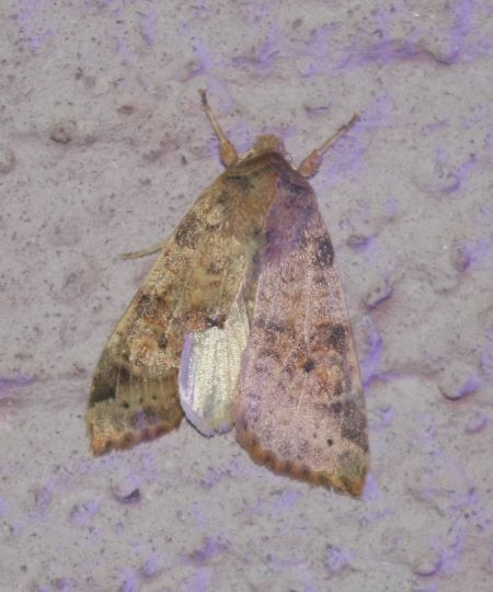 Xanthia icteritia  - Thomas Lux