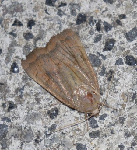 Noctua interjecta  - Thomas Lux