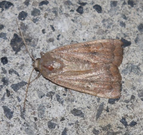 Noctua interjecta  - Thomas Lux