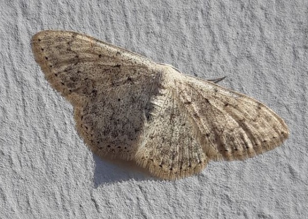 Scopula marginepunctata  - Thomas Lux