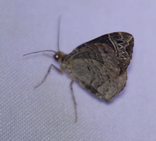 Ecliptopera silaceata  - Thomas Lux