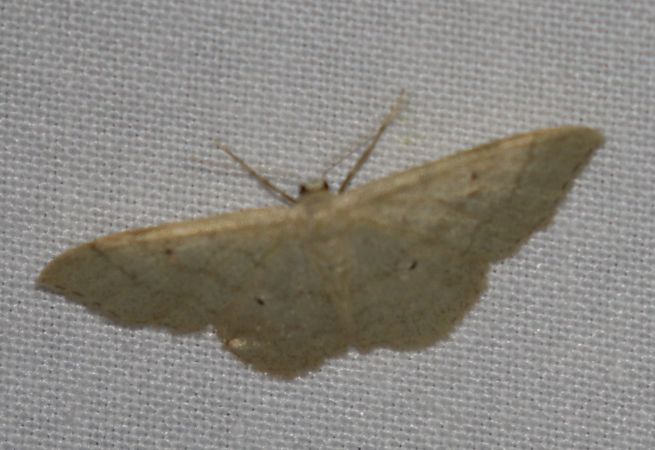 Idaea straminata  - Thomas Lux