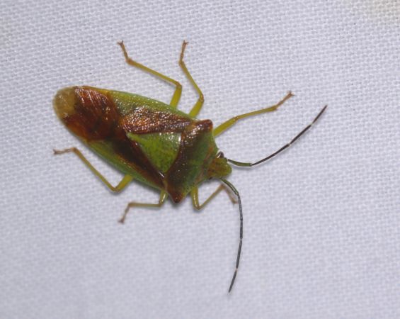 Acanthosoma haemorrhoidale  - Thomas Lux