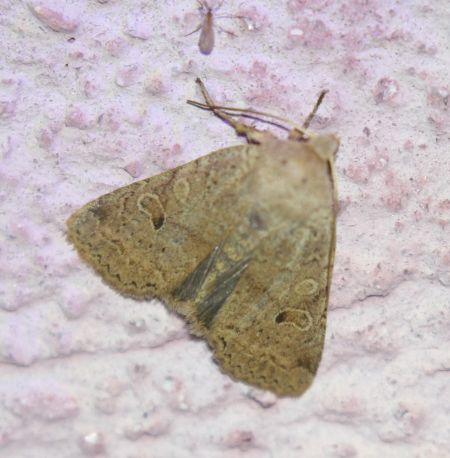 Agrochola laevis  - Thomas Lux