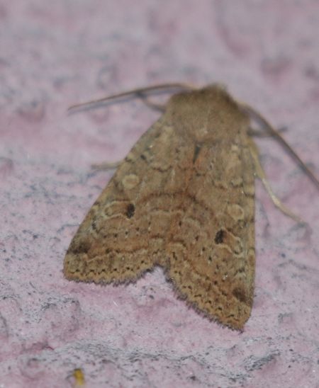 Agrochola laevis  - Thomas Lux