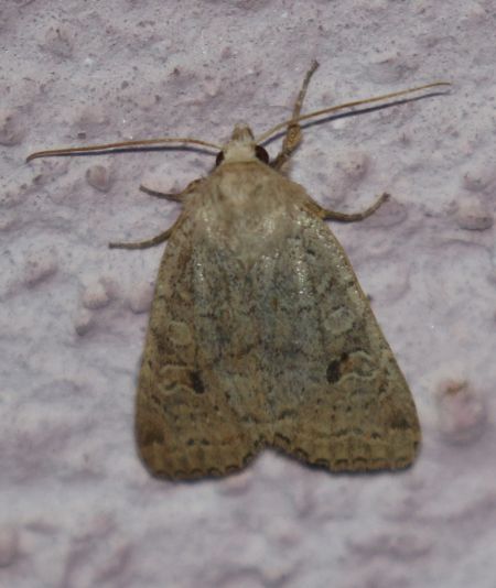 Agrochola laevis  - Thomas Lux