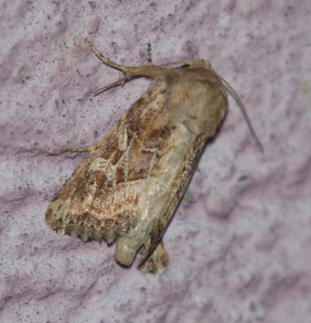 Luperina dumerilii  - Thomas Lux