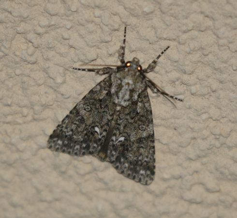 Noctuelle de la patience  - Thomas Lux