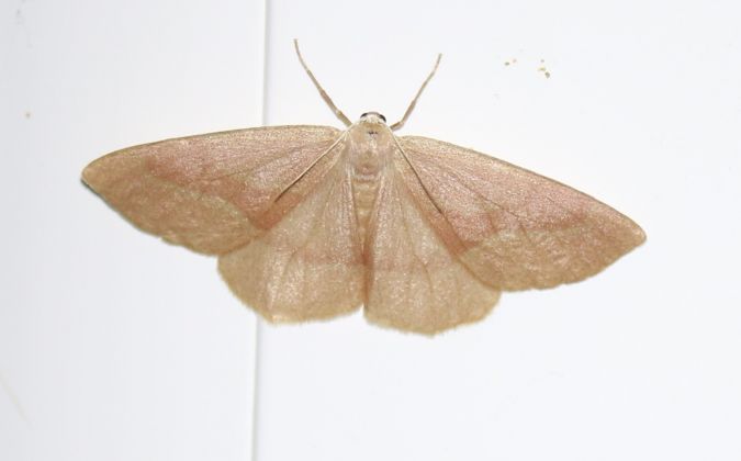 Hylaea fasciaria  - Thomas Lux