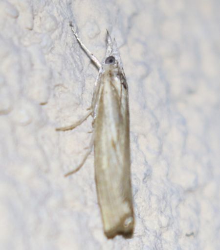 Agriphila geniculea  - Thomas Lux