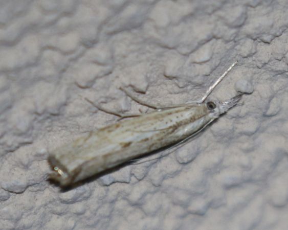 Agriphila geniculea  - Thomas Lux