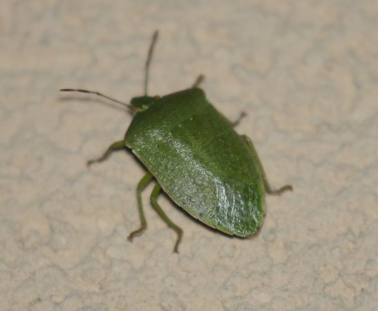 Nezara viridula  - Thomas Lux