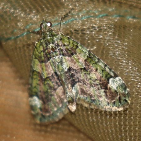 Chloroclysta siterata  - Thomas Lux