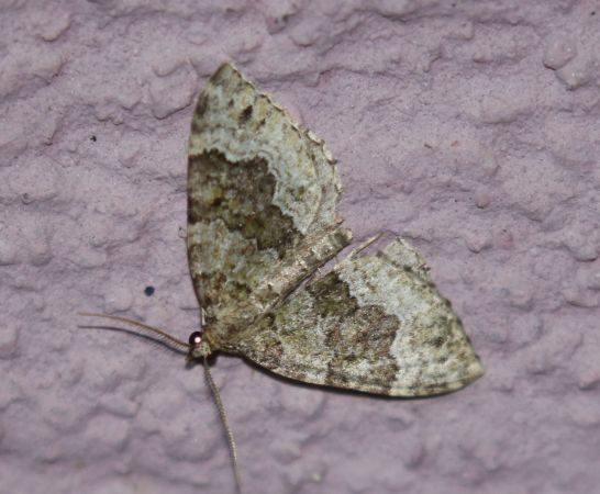 Colostygia olivata  - Thomas Lux