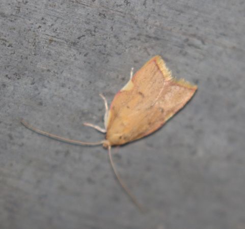 Carcina quercana  - Thomas Lux