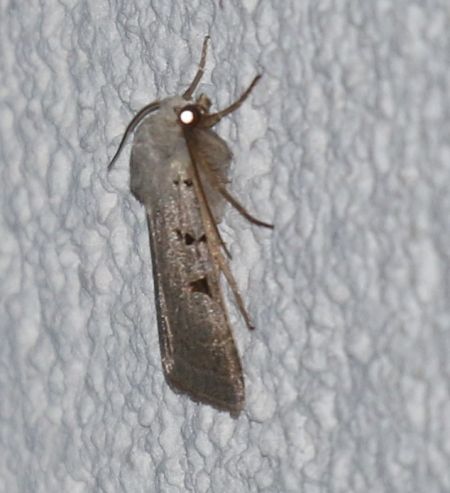 Eugnorisma glareosa  - Thomas Lux